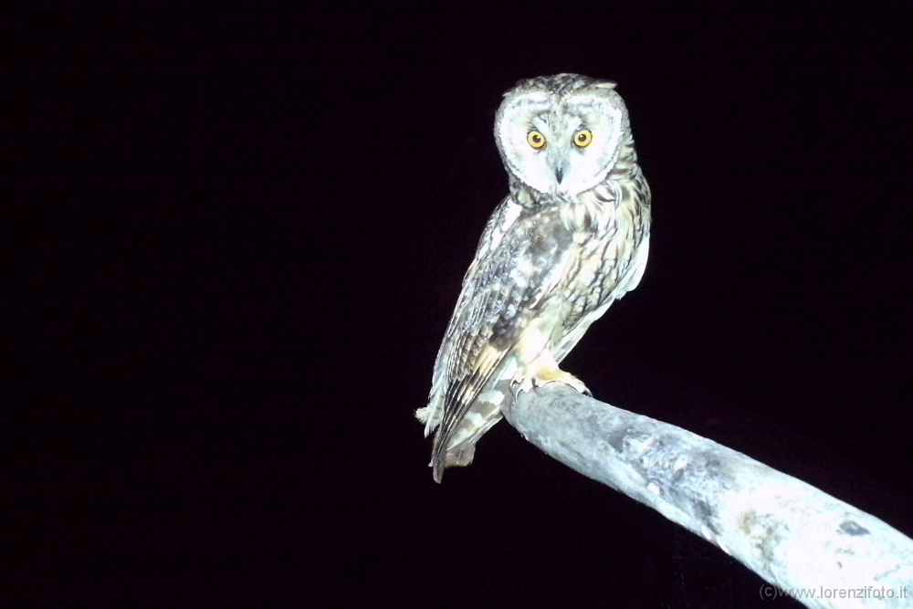64057 Asio otus (Gufo comune).JPG